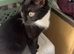 6 month old female kitten
