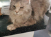 Maine coon and domestic kittens