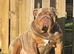 Kc registered gorgeous full suit lilac & tan