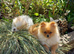TEACUP Teddy Bear Pomeranians