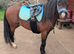 Wee Teddy 11.1hh turning 4 yrs Welsh A Gelding