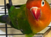HEN DNA Fishers Lovebird