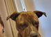 Bully kutta cross Staffordshire bullterrier