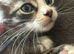 Domestic x Siberian kittys