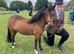 British Miniature Filly for sale