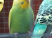 10 week old baby budgies