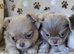 Stunning Russian/Thai long coat puppies