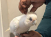 Handreard tame cockatoo