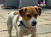 Miniature Female Jack Russell (2.5 years old )