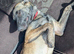 Belgian shepherd pappy
