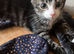4 kittens for sale