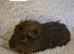 Abyssinian x californian guinea pigs