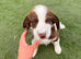Cocker spaniel puppies