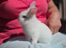 Lionlop x Lionhead