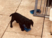 Sprocker puppies