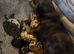 Beautiful female dashhounds