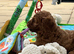 STUNNING AMERICAN COCKAPOOS ( YANKEE DOODLES ) HEALTH TESTED PARENTS (