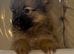 Pomeranian puppies