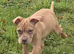 Presa Canario/Cane Corso/Molosser dogs