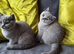 2 british shorthair