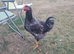 Blue Laced Wyandotte Cockerel