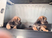 Border Terrier puppies male and female
