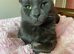 Sheba looking for loving home