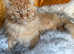 Red Mackerel Maine Coon Available for Stud