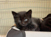kittens for sale