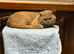Lilac British Shorthair Stud Service – TICA Registered