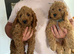 Last F1B Female Fully Vaccinated Cockapoo