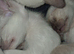 Cheeky Siamese Kittens