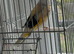 Goldfinch&rsquo;s