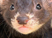 2 female ferrets