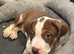 5 american bully x presa canario puppies for sale