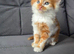 Ginger fluffy boy