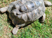 North African spur-thighed Tortoises (Graeca Graeca)