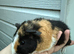 Baby teddy guineapigs AVAILABLE