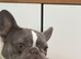 KC Registered Female French bulldog