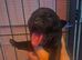 Chuncky labrador puppies