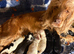 Stunning Show Type Cocker Spaniel Puppies Ready Now