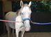 grey thoroughbred mare 4 years old