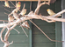 Star finch
