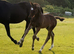 Well bred colt foal
