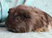 Cute pair of dark beautiful boy guinea pigs ready now