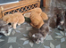 Main coon kittens
