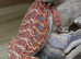 Red Monster Trans Dunner Hypo Blue Bar Dunner Genetic Stripe Zero Bearded Dragons LICENSED BREEDER