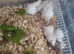 Fancy mice babies ( Now Reserved more Ready Soon )