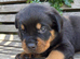 Top kc Rottweiler puppies