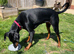8 month old, intact female Doberman